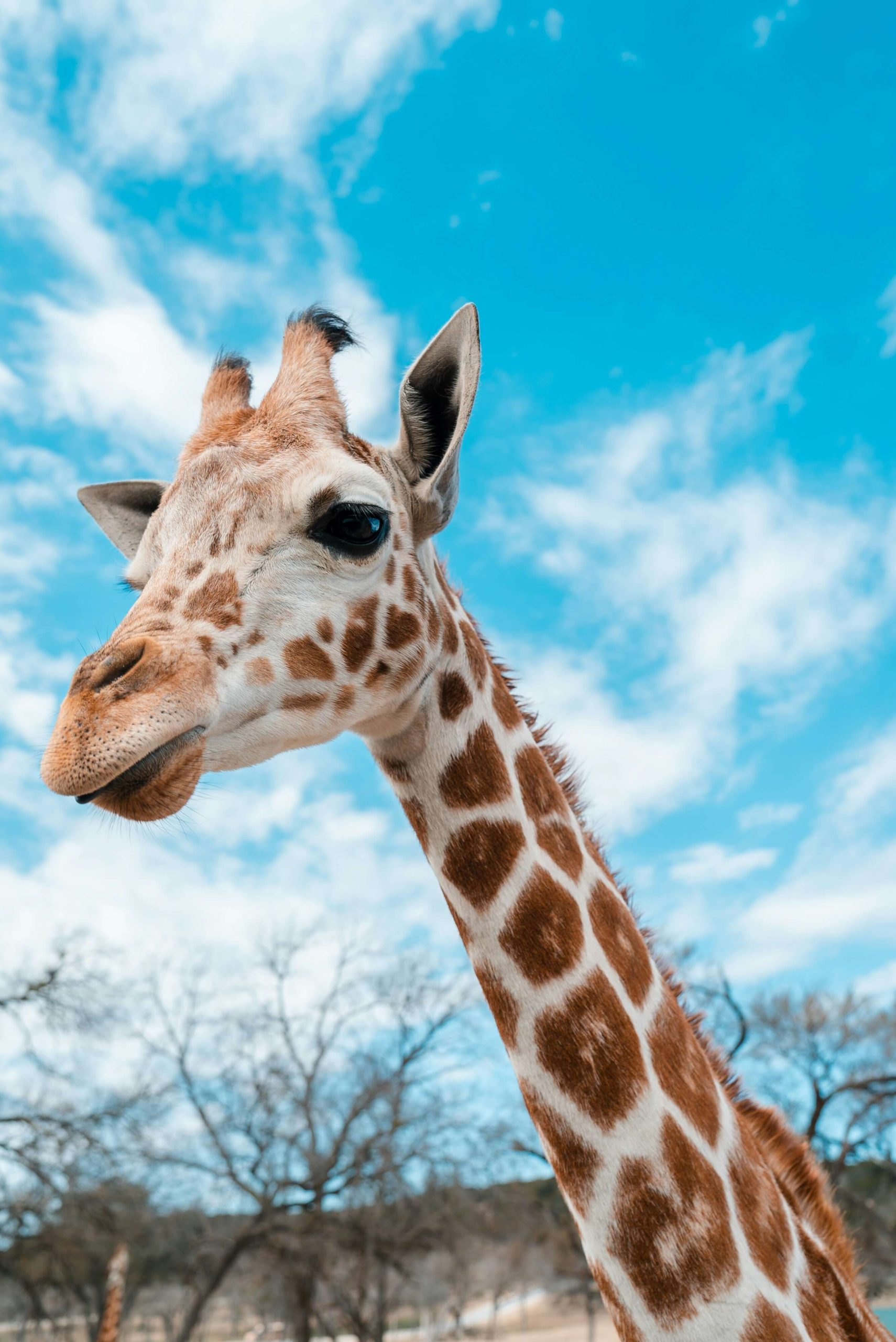 giraffe_house_stellenbosch