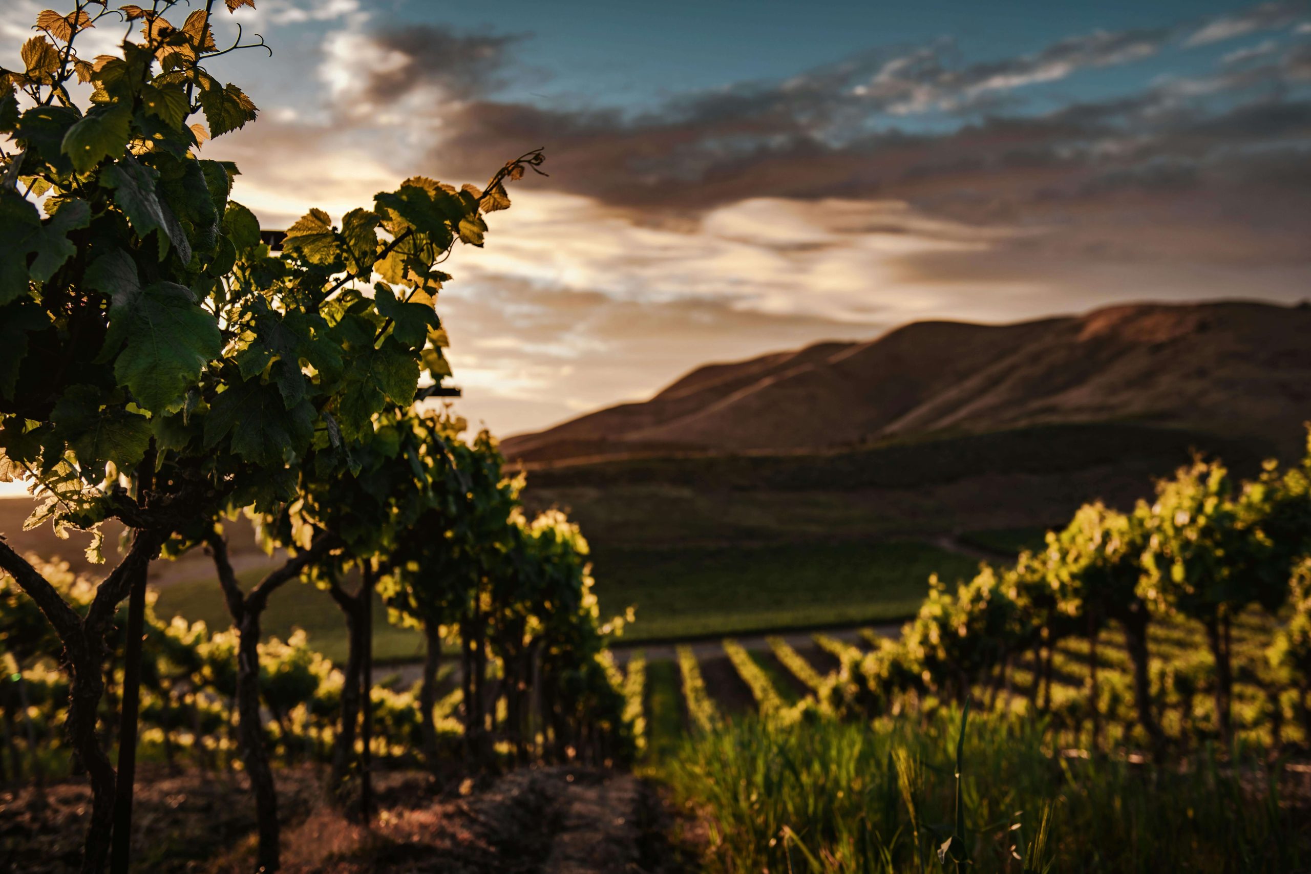 vineyard_at_sunset